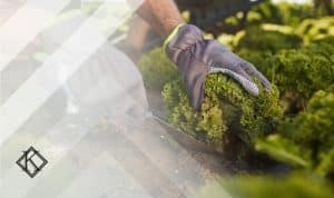 A imagem mostra a mão de um trabalhador rural retirando um broto de alface do solo. Ilustra a publicação 