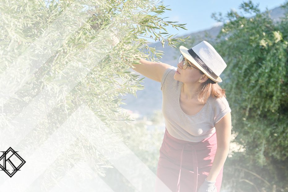 A imagem mostra uma mulher procurando olivas em uma árvore, e ilustra a publicação "Aposentadoria rural por tempo de contribuição é possível?", da Koetz Advocacia.