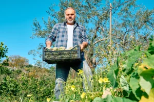 A imagem mostra um trabalhador rural, segurando uma caixa de alcachofras no campo. Fazendo a colheita. Ilustra o texto sobre requisitos para aposentadoria rural.
